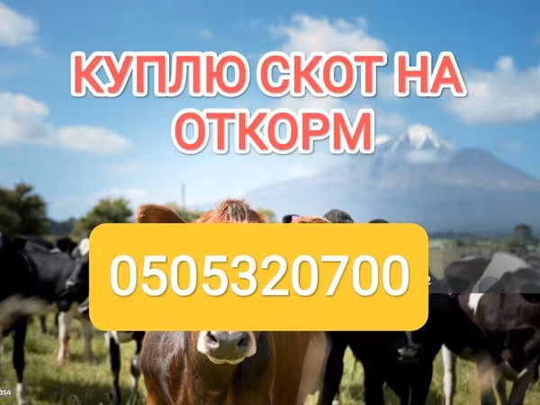 Бұқа, Swiss cattle