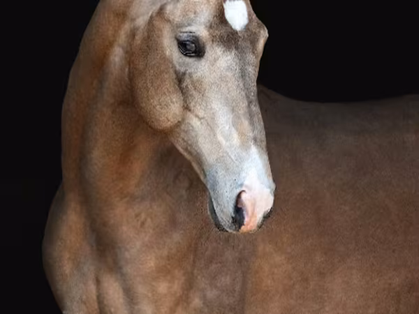 Hengst, Akhal-Teke
