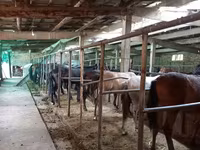 Yegua, Caballos — foto 4