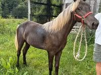घोड़ी, Rocky Mountain Horse — फ़ोटो 2