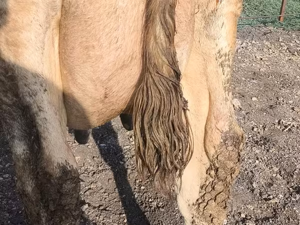 Сиыр, Swiss cattle