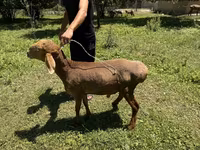 Қошқар, Rhon sheep — 1-сурет