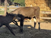 सांड, अलाताऊ नस्ल — फ़ोटो 4