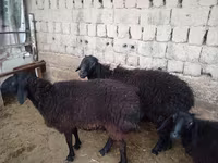 Ram, Sheep — photo 4