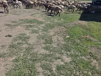 Қошқар, Hissar sheep — 2-сурет
