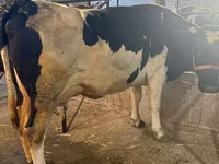 Cow, Holstein breed — photo 4