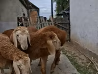 Ram, Arashan sheep — photo 8