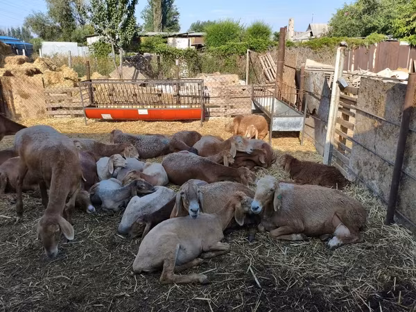 Sheep, Arashan sheep