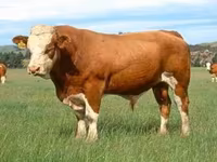 ثور, Simmental cattle — الصورة 2