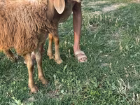 Sheep, Sheep — photo 3