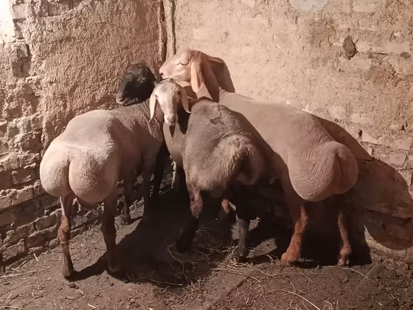 मेढ़ा, Rhon sheep — किर्गिज़स्तान