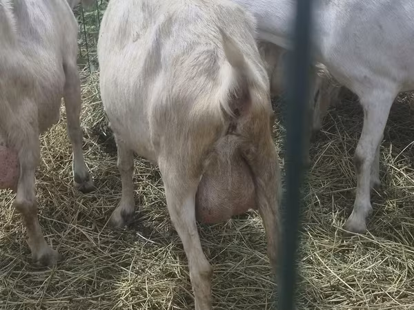 عنزة, Saanen goat — قيرغيزستان