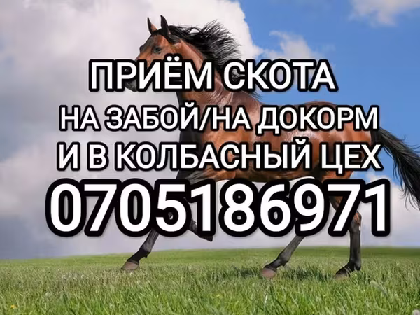 Айғыр, Жылқылар