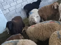 मेढ़ा, Hissar sheep — फ़ोटो 4
