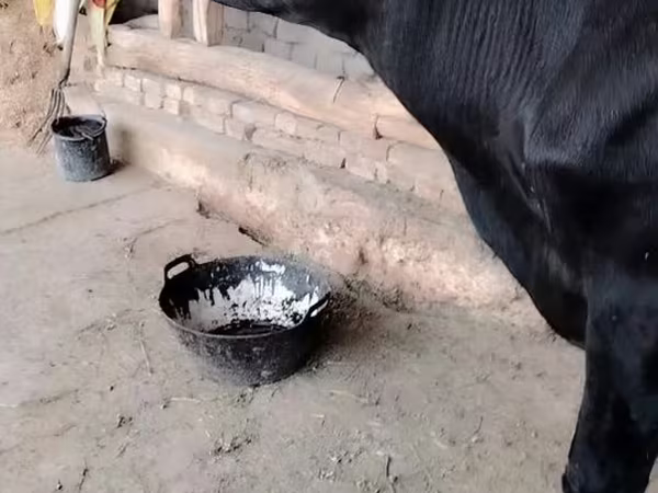 Kuh, Rinder — Usbekistan