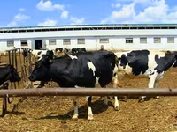 Vaca, Raza Jersey — foto 5