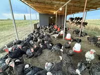 Turkeys — 2-сурет