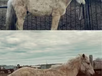 母马, Horse breed — 照片 1