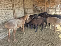 Carnero, Arashan sheep — foto 3