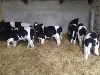 Bull, Holstein breed — photo 8