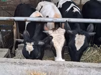 Cow, Swiss cattle — photo 1