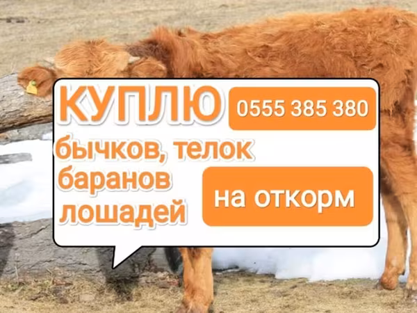 Бұқа, Ірі қара