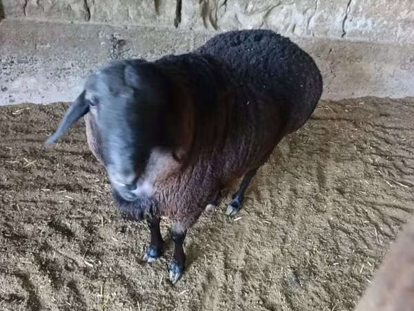 मेढ़ा, भेड़ — उज़्बेकिस्तान