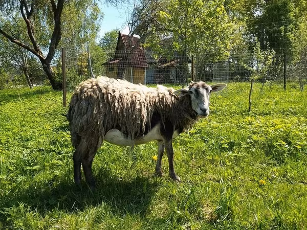 Ешкі, Kejobong goat