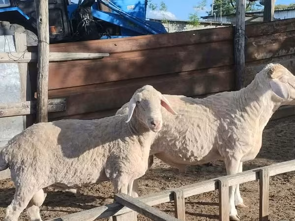 Carnero, Ovejas