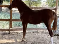 Horse (M), Horses — photo 5
