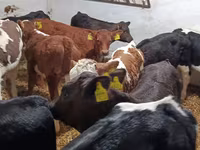 Toro, Ganado vacuno — foto 5