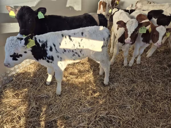 公牛, Limousin cow