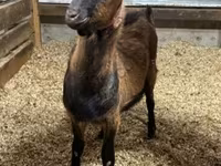 Теке, Alpine goat — 1-сурет