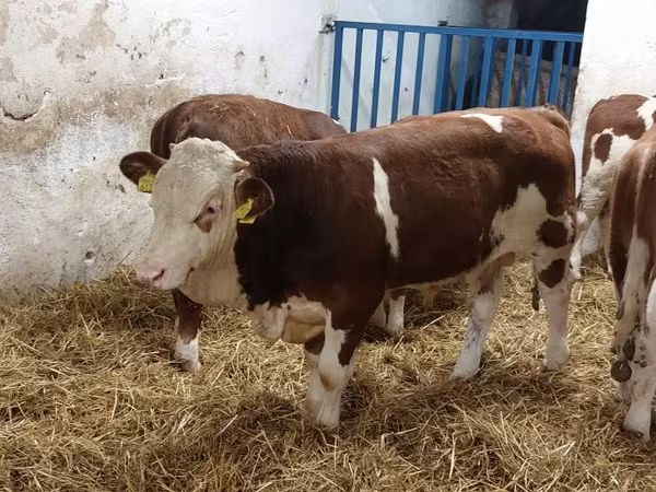 Bulle, Simmental cattle
