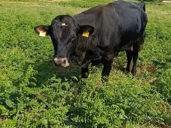 Bulle, Rote hornlose Kuh