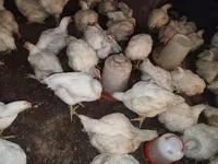 Chickens — الصورة 4