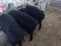 公羊, Sheep — 照片 1
