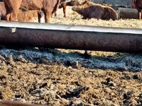 公牛, Cattle — 照片 1