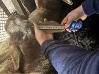 Oveja, Arashan sheep — foto 3