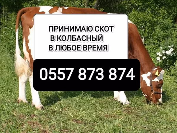 Bull, Cattle
