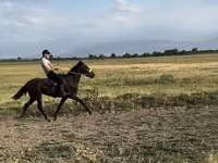 Horse (M), French Trotter — photo 3