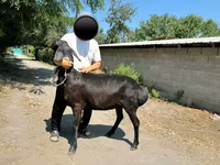Қой, Arashan sheep — 6-сурет