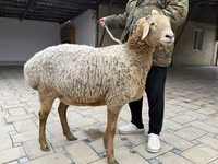 Қой, Arashan sheep — 7-сурет