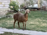 Ram, Hissar sheep — photo 3