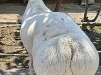 Қошқар, Қойлар — 2-сурет