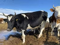 गाय, Russian Black pied cattle — फ़ोटो 1