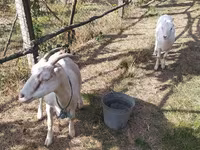 عنزة, LaMancha goats — الصورة 2