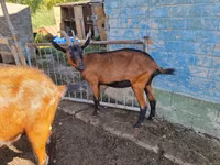 Ziege, Alpine goat — Foto 1