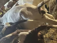 Toro, Simmental cattle — foto 5