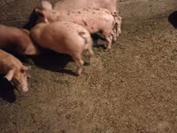 Boar, Pigs — photo 2